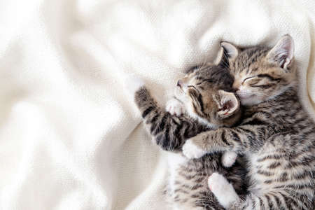Two small striped domestic kittens sleeping hugging each other at home lying on bed white blanket funny pose. cute adorable pets cats. Copyspace.の写真素材