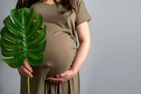 Eco pregnancy banner copyspace. Pregnant woman with big belly advanced pregnancy holding green tropical palm monstera leaf in hand. Place for text.の写真素材