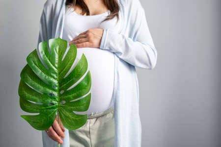 Eco pregnancy. Pregnant woman with big belly advanced pregnancy holding green tropical palm monstera leaf in handの写真素材