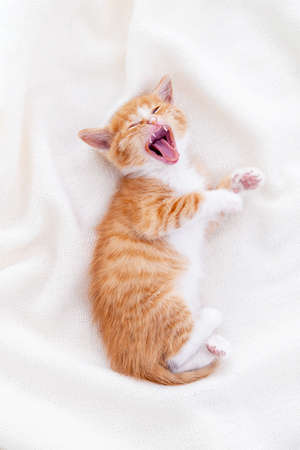 Cute striped ginger kitten yawn sleeping lying white blanket on bed. Concept of adorable little cats. Relax domestic pets. Looking at cameraの写真素材