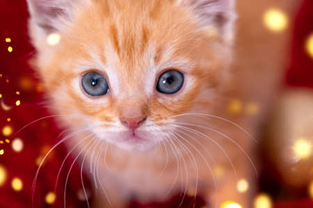 Christmas card ginger kitten with big eyes on festive background. Orange red Cat with christmas lights. Holidays and pets.の写真素材