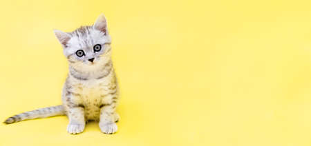 Banner cute little funny striped Scottish fold grey Kitten cat sitting on yellow studio background....