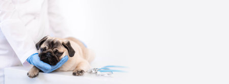 Cropped image of handsome female veterinarian doctor with stethoscope holding cute pug dog puppy in arms in veterinary clinic on white background banner, copyspace for text.の写真素材