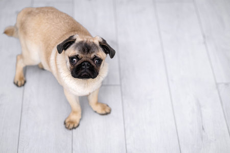 Portrait cute funny pug dog looking at camera on grey background at home, copyspaceの写真素材
