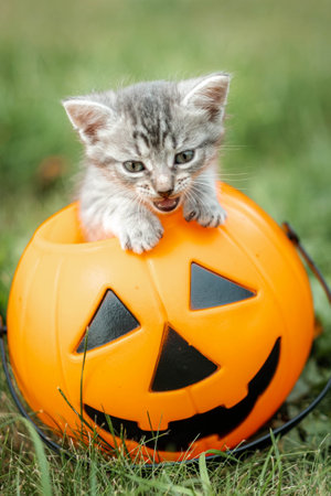 Halloween cat, Jack o lantern pumpkin and grey kitten on green grass, Bright colorful Halloween imageの写真素材