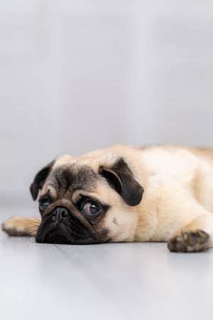 Portrait cute funny pug dog looking at camera lying on grey floor at home.の写真素材
