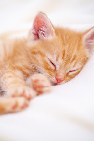 Cute striped ginger kitten sleeping lying white blanket on bed. Concept of adorable little cats. Relax domestic pets.の写真素材