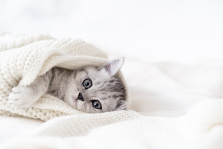 Portrait cute little striped Scottish fold Kitten cat on white. Concept adorable pets cats. Copyspace for text.の写真素材