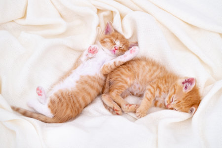Two Cute striped ginger kittens sleeping lying white blanket on bed. Concept of adorable little cats. Relax domestic pets.の写真素材