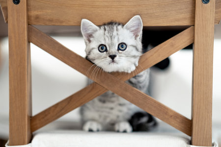 Portrait cute little funny striped Scottish fold grey Kitten cat sitting on chair at home. Cats life.の写真素材