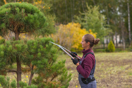 Woman gardener cuts pine using secateurs, garden center