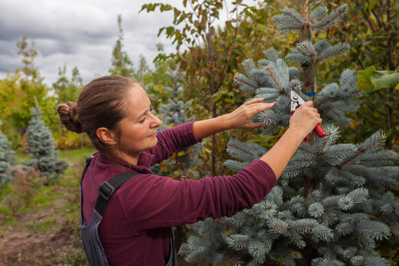 Woman gardener cuts blue spruce using secateurs, garden center