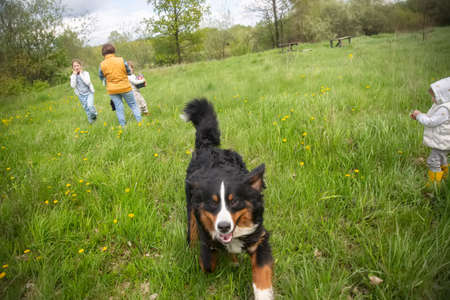 Small children in a large meadow and with large trees, a small person in a big world, children and nature, freedom in nature with Bernese mountain dogの写真素材