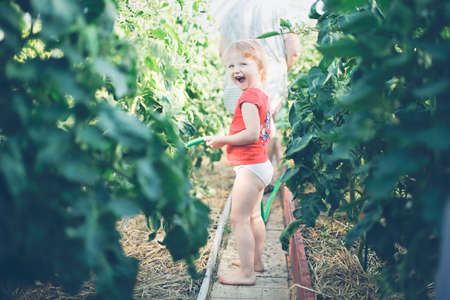 Cute funny girl toddler child watering tomatoes from hose in greenhouse, helping parents and grandmother in garden, young gardener. plant careの写真素材