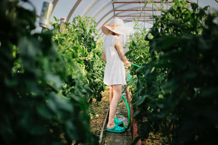 Cute child girl in hat watering tomatoes from hose in greenhouse, helping parents in garden, young gardener.の写真素材