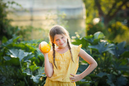 Cute european girl with pigtails and zucchini crop. Child with yellow zucchini in the garden. Natural organic farming and gardening for healthy kidsの写真素材