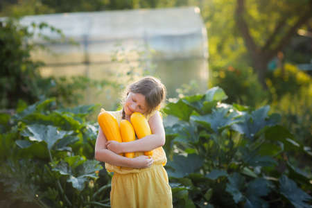Cute european girl with pigtails and zucchini crop. Child with yellow zucchini in the garden. Natural organic farming and gardening for healthy kidsの写真素材