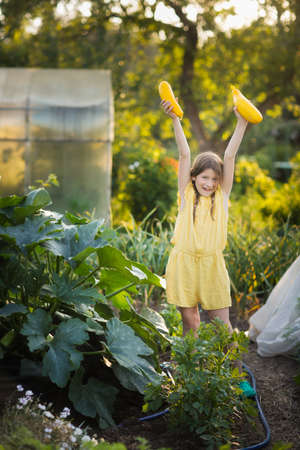 child picks zucchini from bush in backyard garden. Cute european girl with pigtails holds yellow zucchini. Help children harvestの写真素材