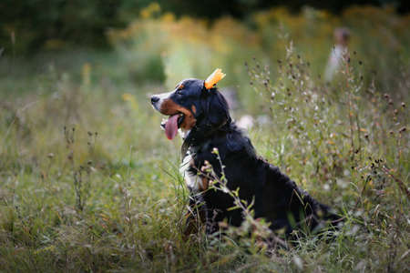 Bernese Mountain Dog breed dog in a crown sitting in the park among the grass in summer