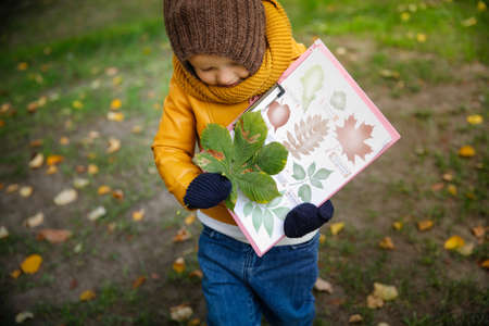 Cute little child, boy, reading a book in autumn parkの写真素材