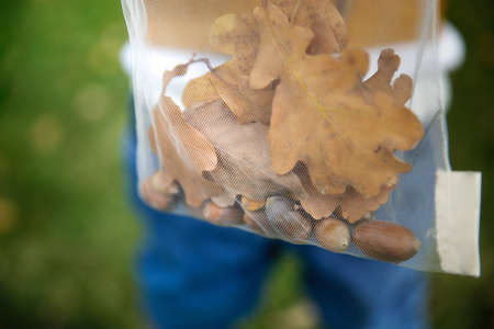 Close-up of a bag full of acorns.
