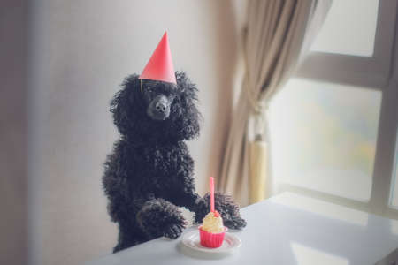 Black dog poodle breed in a festive red cap with a muffin cake with a candle. Celebration and...