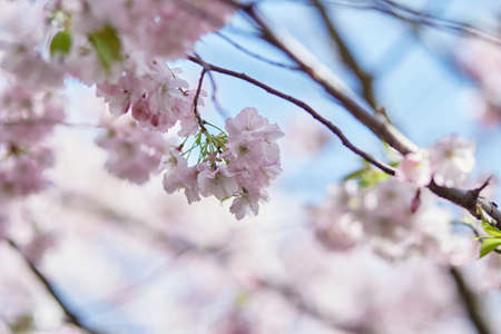 Sakura flower tree. Delicate branch in sunny day. Spring background. Tenderness concept. Pink...