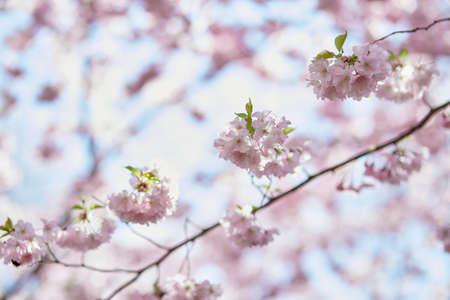 Sakura flower tree. Delicate branch in sunny day. Spring pastel wallpaper background. Tenderness...