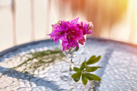 Summer surreal flowers creative trendy concept. Pink flowers Bougainvillea in a glass of wine on the glass table. Summer vacation conceptの写真素材