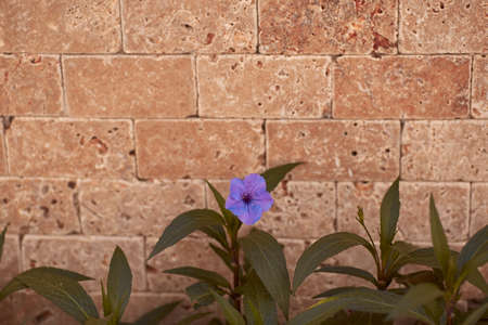 Elegant natural background. Flower on stone background. Copy space. High quality photoの写真素材