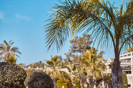 Summer background. Tropical palm leaves. Copy space. Summer paradise concept. Trendy background. High quality photoの写真素材