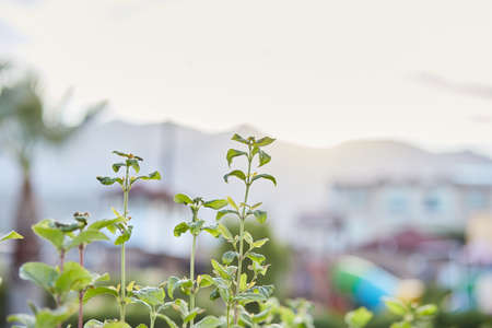 Sunset mountain view through the plants. Copy space. High quality photo