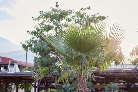 Tropical palm tree. Summer and holidays season concept. Botanical view background. High quality...