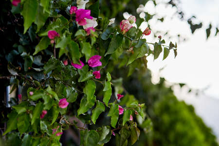 Blooming bougainvillea flower. Magenta bougainvillea flowers. Bougainvillea flowers as a background. High quality photoの写真素材
