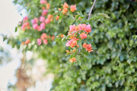 Beautiful gradient bougainvillea flower. PInk bougainvillea flowers. Bougainvillea flowers...