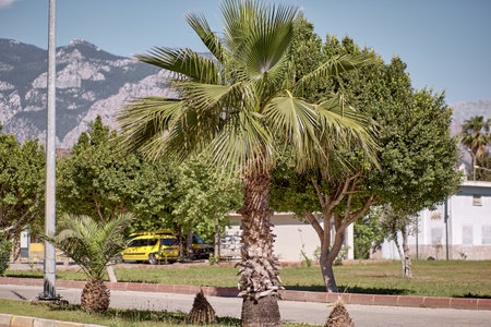 View of the beautiful nature of the tropical trees and mountains. Yellow taxi on the road. Summer wallpaper or print. High quality photoの写真素材