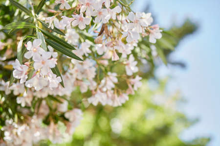 Beautiful delicate blooming tree with bokeh background. Seamless pattern. High quality photo
