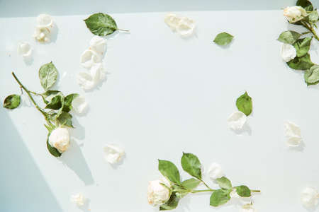 White roses on the water surface texture, white delicate background with white rose petals and...