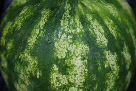 Watermelon close up texture. Natural berry background. Healthy diet food. High quality photoの写真素材