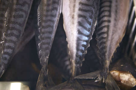 Frozen mackerel on a shop display close-up. Fish supermarket. A wide variety of fish. High quality photoの写真素材
