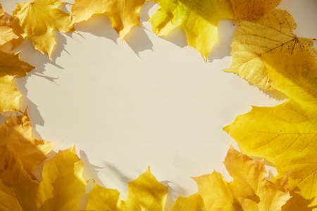 Yellow maple leaves. Aesthetic autumn yellow background. Top view. Trendy minimalist autumn background. Copy space. High quality photoの写真素材