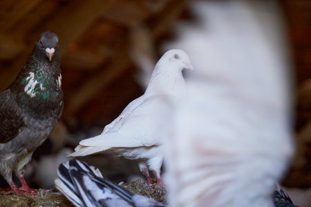 Hobby for the soul. Breeding purebred pigeons at private yard. Warm house for birds. Diet meat. Naturecore rural pastoral life concept. Copy space.の写真素材