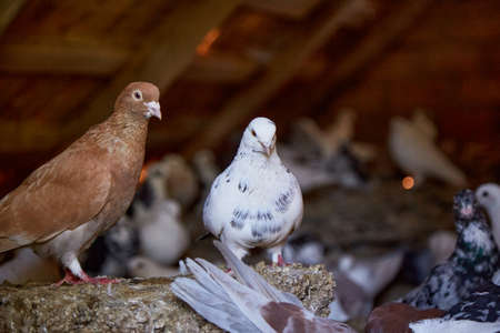 Breeding purebred pigeons at private yard. Warm house for birds. Hobby for the soul. Diet meat. Naturecore rural pastoral life concept Copy space. High quality photoの写真素材