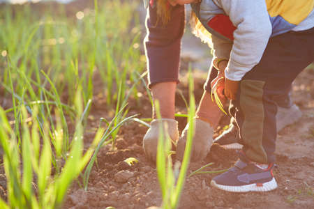 Grandmother and grandson are planting onions in the vegetable garden at sunset. spring work. high...