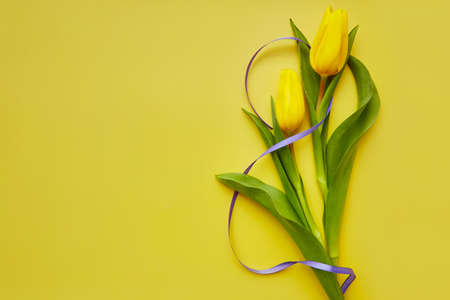 Women's Day post card. Spring yellow tulips with purple ribbon on yellow background. Romantic, birthday, mother's day, Women's day banner or invitation postcard. copy spaceの写真素材
