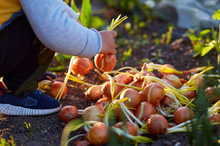 Grandmother and grandson are planting onions in the vegetable garden at sunset. Spring work. High...