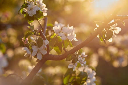 Branch of apricot blooming at sunset. copyspace. Aesthetic natural background.