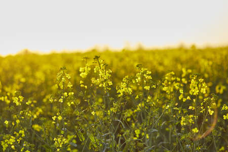 Spring sunny rapeseed field at sunset. Bio plant. natural background. Bokeh on foreground. Cultivated mainly for its oil-rich seed, which naturally contains appreciable amounts of erucic acid.の写真素材