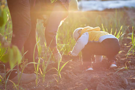 Grandmother and grandson are planting onions in the vegetable garden at evening. Spring seasonal...