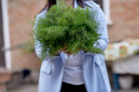 Woman holding a big bunch of dill. Woman holding a big bunch of dill. Seasonal greenery of springの写真素材
